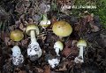 Amanita phalloides-amf223-1